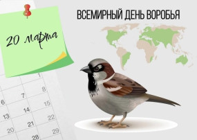 20 марта - международный День воробья 20 марта - международный День воробья.